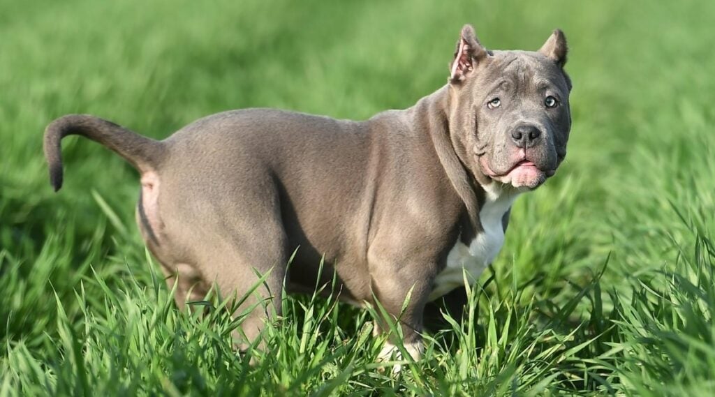 American Bully in a field.
