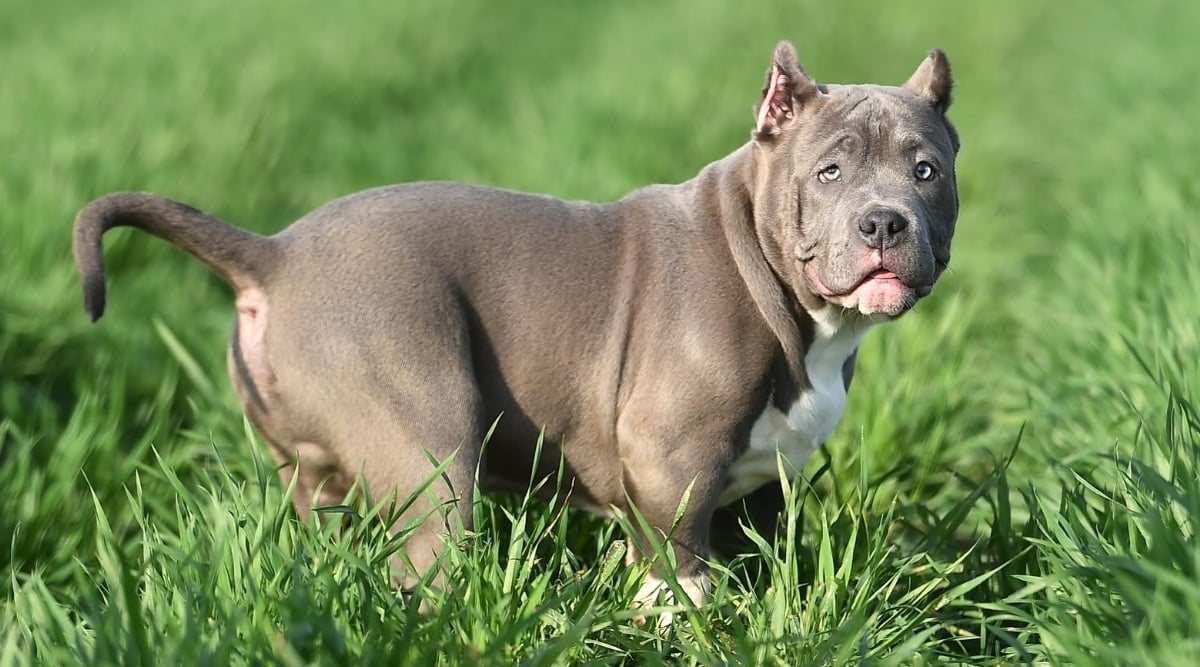 American Bully in a Field