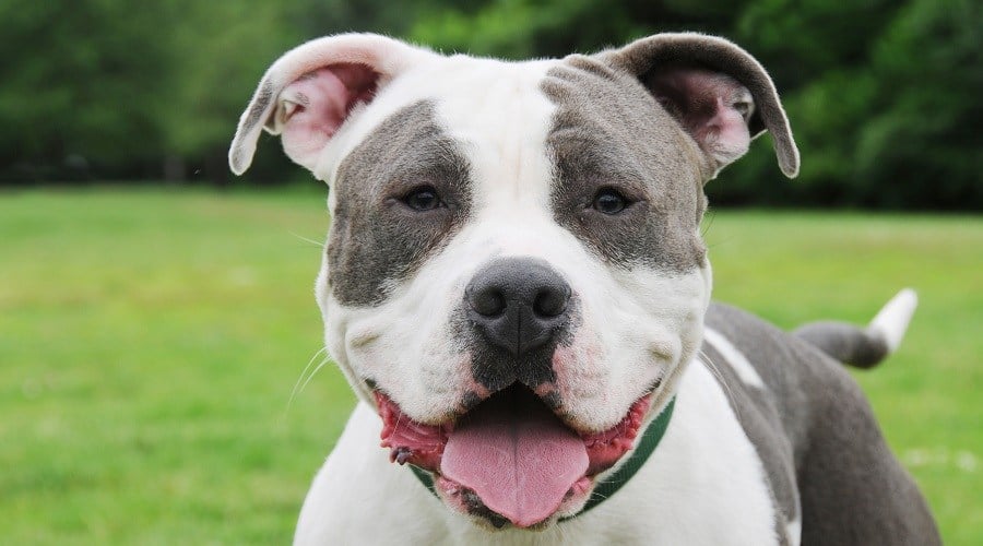 American Bully