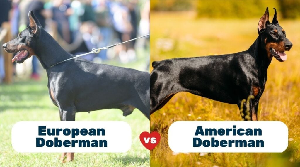 American Doberman Vs. European Doberman Breed Differences & Similarities Canine Journal