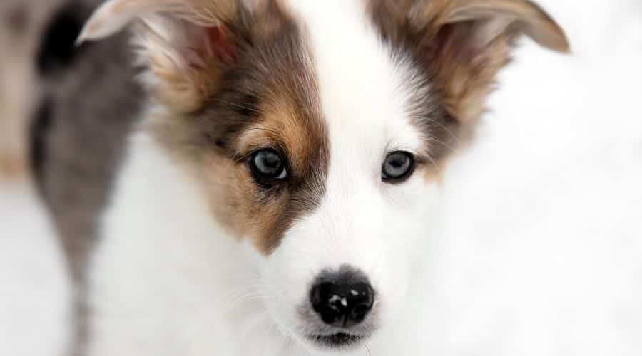 American Eskimo Aussie Mix