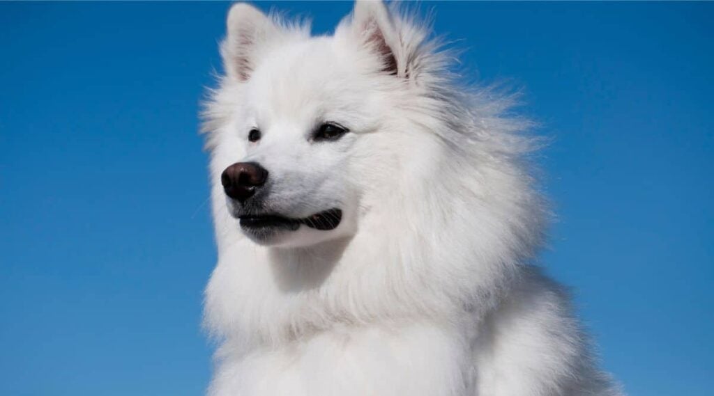 American Eskimo Dog standing tall with blue sky background