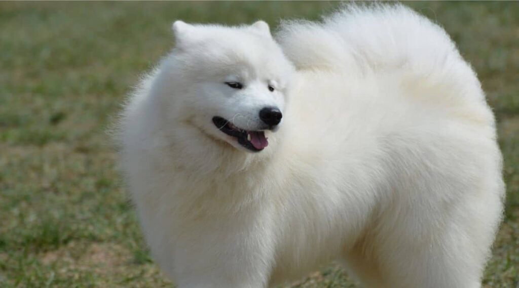 American Eskimo Dog with wind blowing in fur