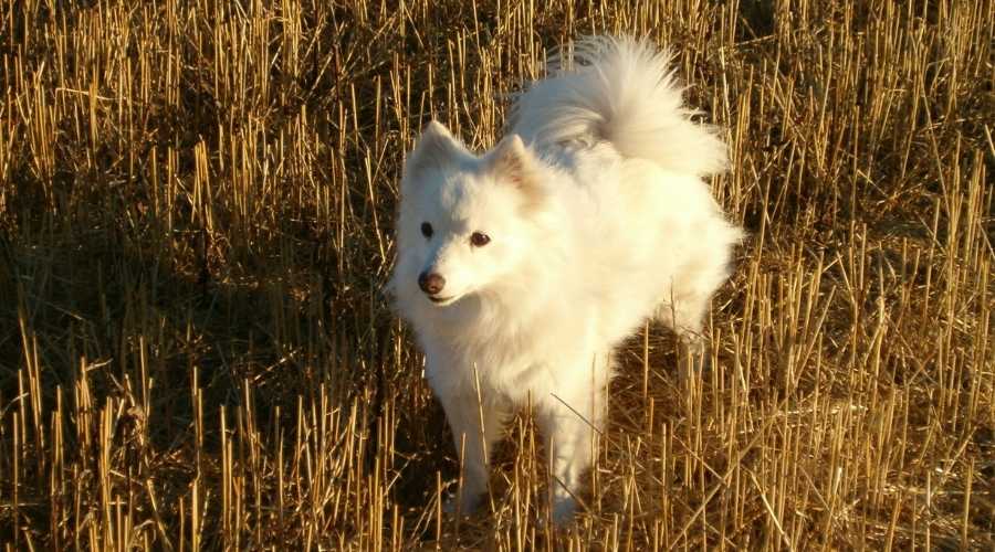 American Eskimo Dog Curly Tail