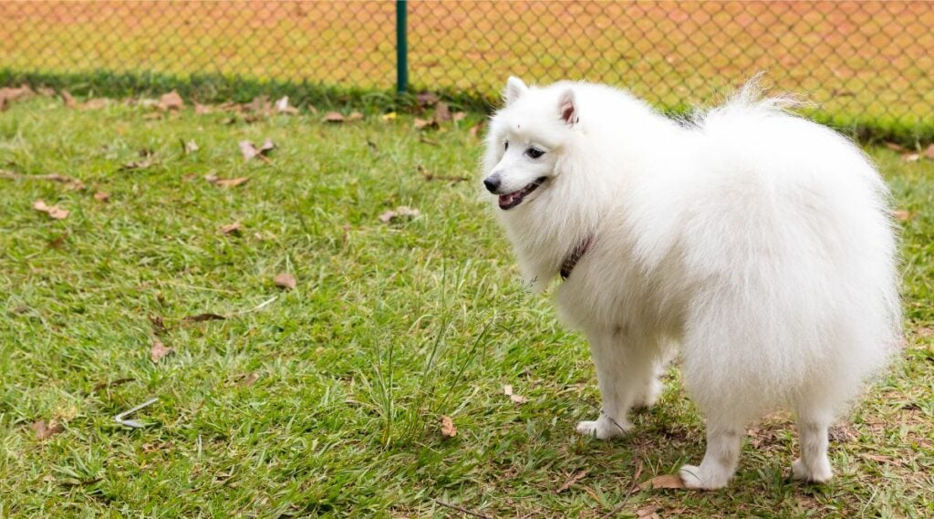 American Eskimo Dog in gated park