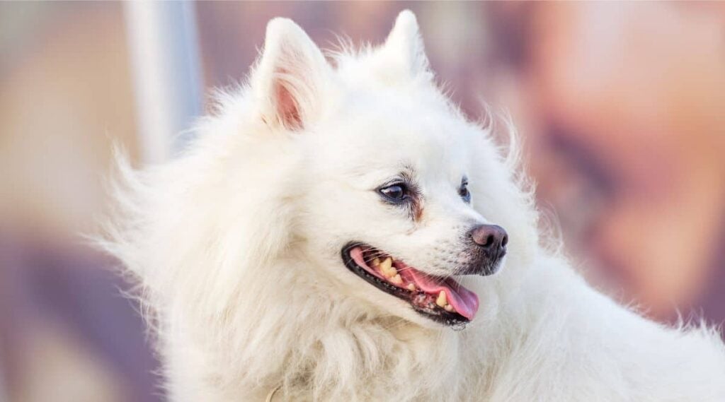 American Eskimo Dog smiling up close