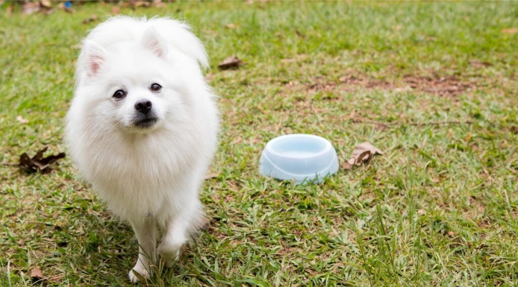 American Eskimo Dog outside with dog bowl