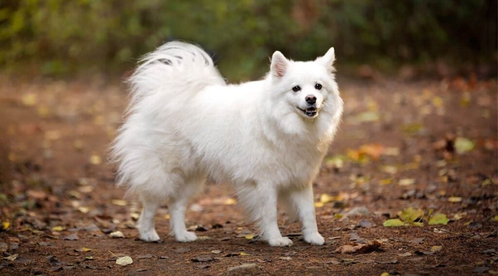 American Eskimo Dog standing in a field