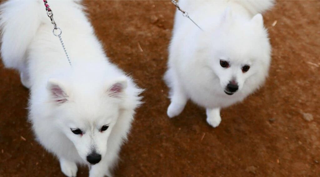 Two American Eskimo Dog on dirt ground on leashes