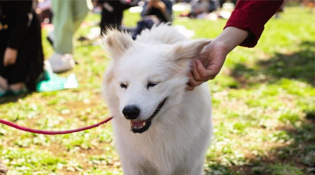 American Eskimo Dog with trainer on a leash in a park