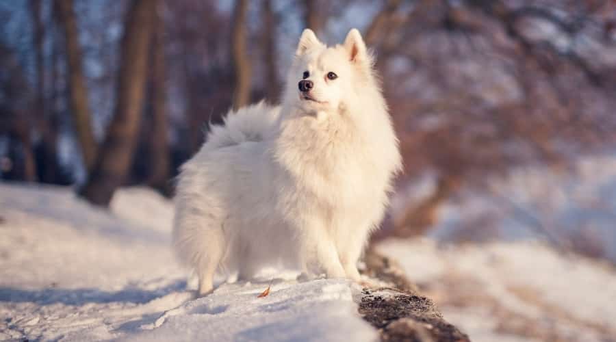 American Eskimo Dog in Snow