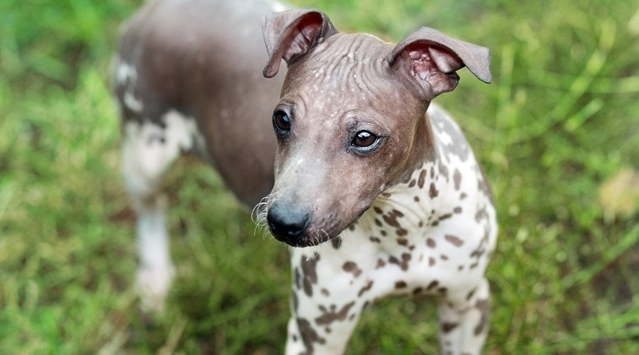 American Hairless Terrier standing outside.