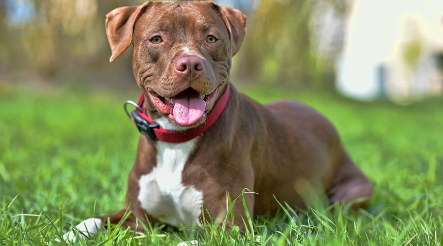 American Pitbull Terrier