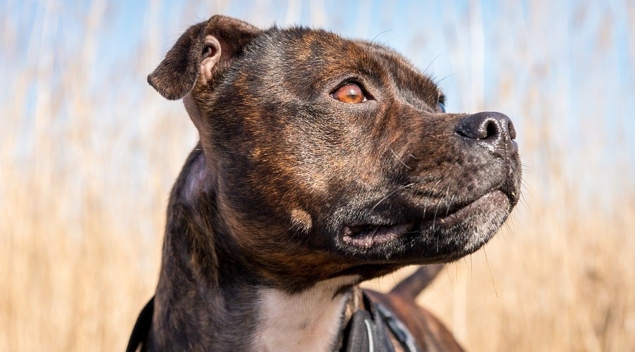 American Pitbull Terrier History