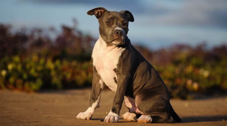 American Pitbull Terrier Sitting Outside