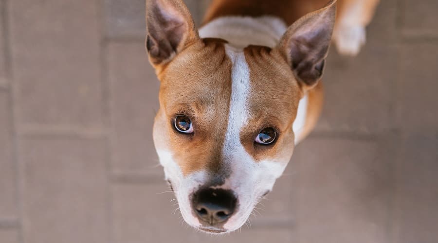American Pitbull Terrier Sitting