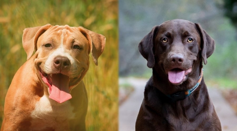 Se Llevan Bien Los Labradores Y Los Pitbulls