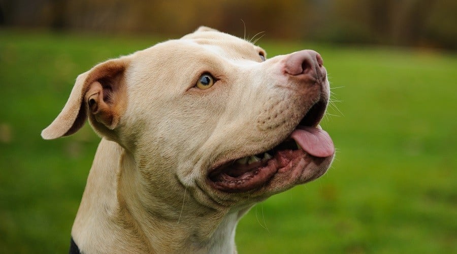 American Pitbull Terrier