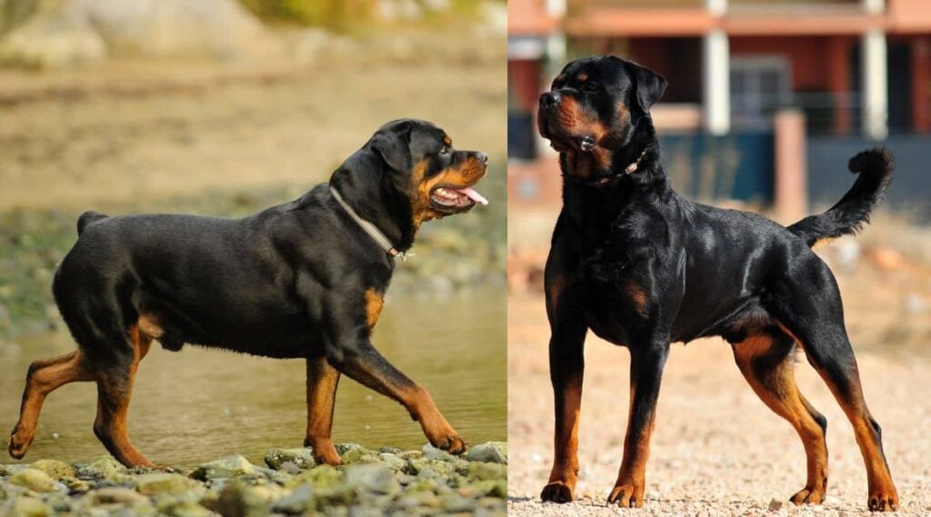 American Rottweiler Vs. German Rottweiler side by side