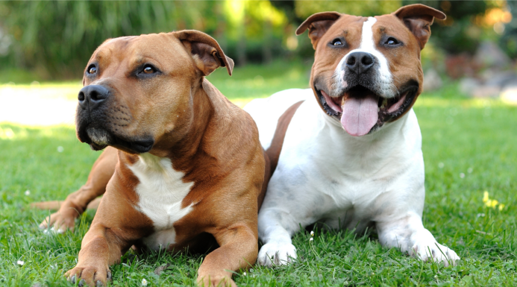 Two American Staffordshire Terriers sitting in the grass looking up.