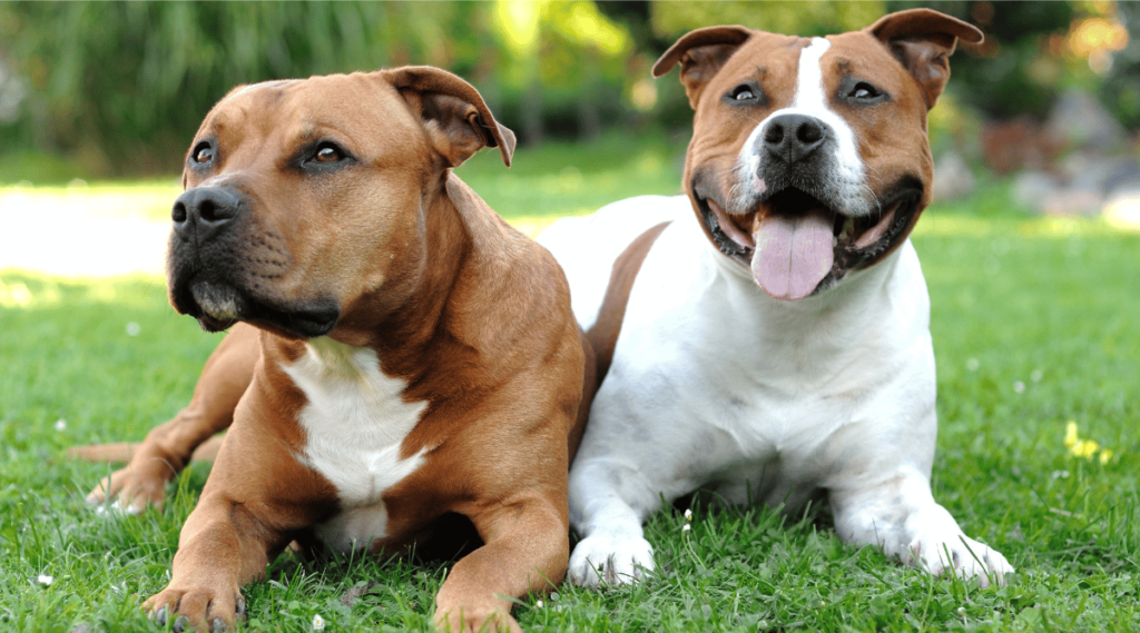 American Staffordshire Terriers sitting in grass