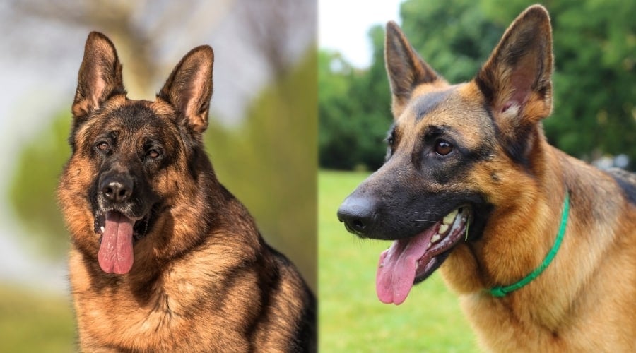 American and European German Shepherd Dogs