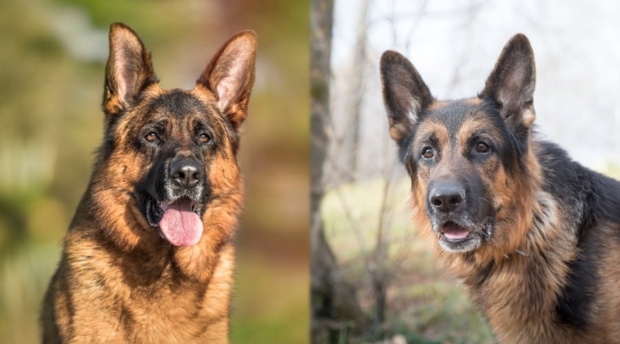 American and European German Shepherds Getting Exercise