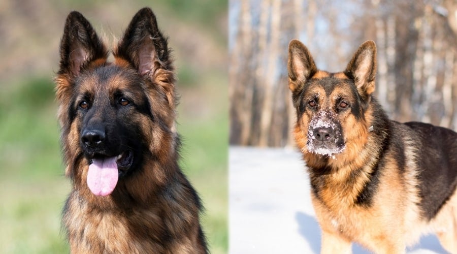 American and European German Shepherds Outside
