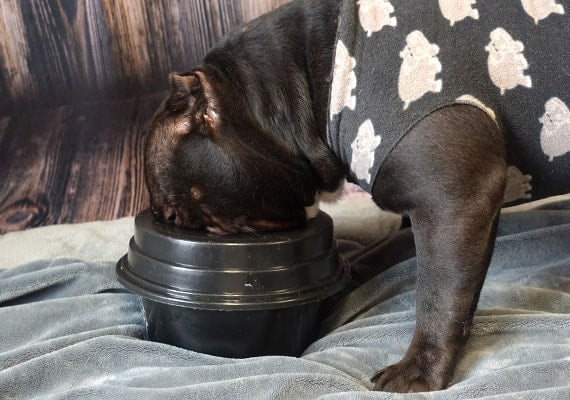 American Bulldog flat-faced dog drinking out of no-spill dog bowl
