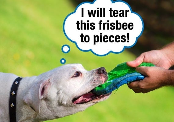 American Bulldog tugging at Frisbee with owner causing it to rip