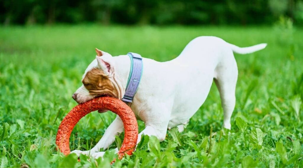 American pitbull terrier playing with puller toy on green grass in park