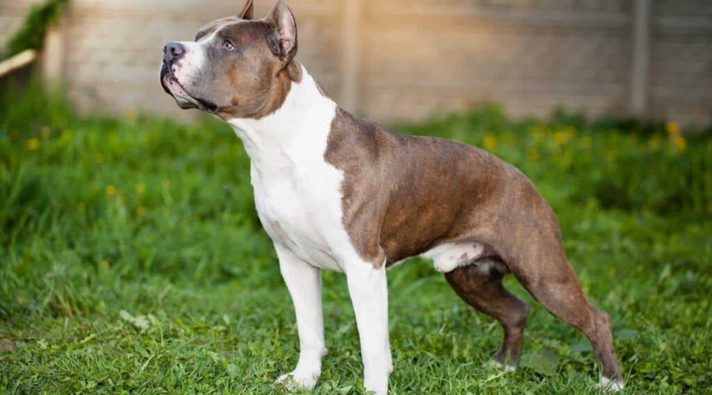 American staffordshire terrier in grass