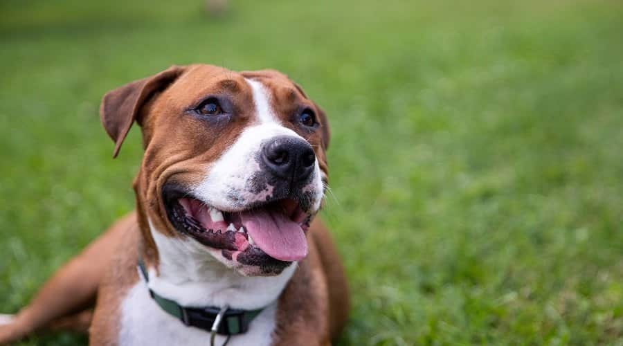 Amstaff Dog