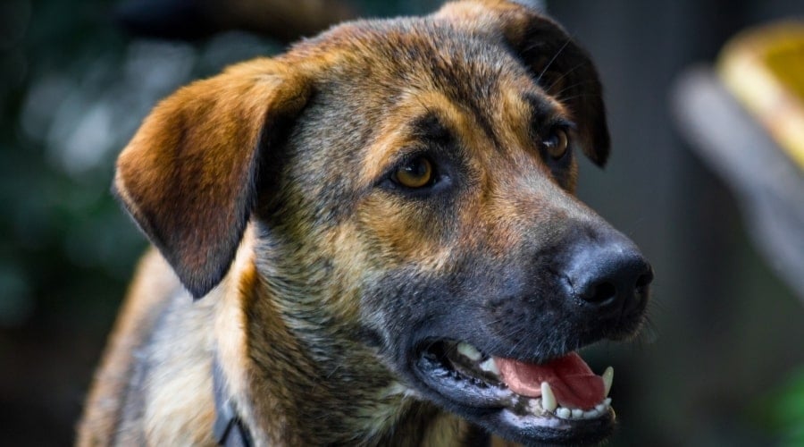 Anatolian Labrador Outdoors
