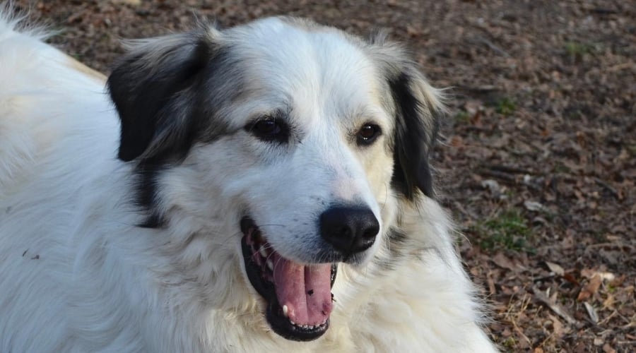 Anatolian Pyrenees mix breed.