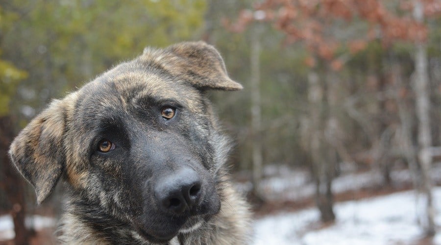 Anatolian Shepherd Brindle