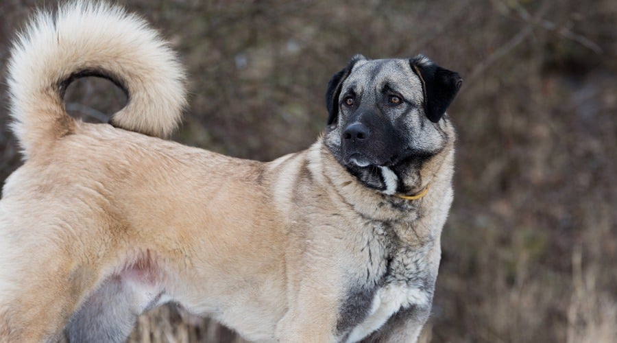 Anatolian Shepherd Dog
