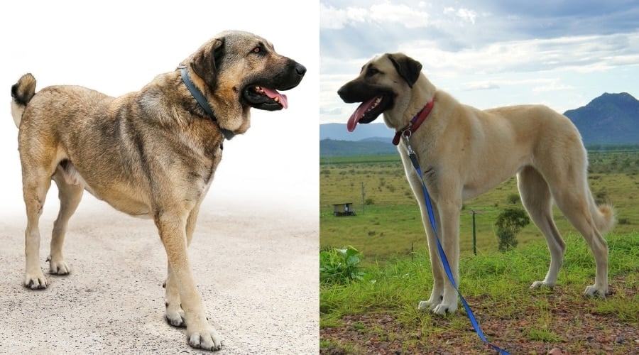 Anatolian Shepherd Vs Kangal Appearance