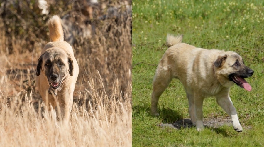 Anatolian Shepherd Vs Kangal Exercise