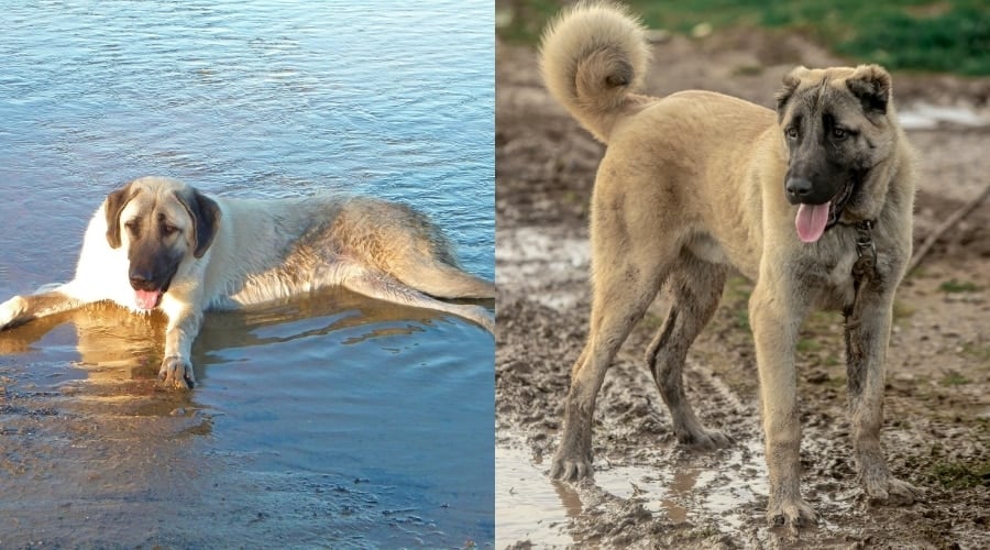 Anatolian Shepherd Vs Kangal Grooming