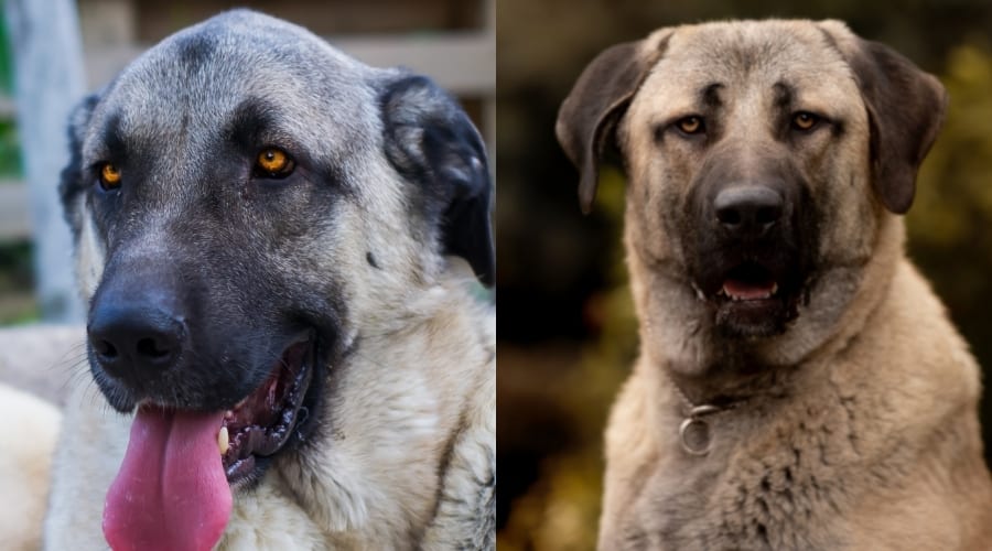 Anatolian Shepherd Vs Kangal Health