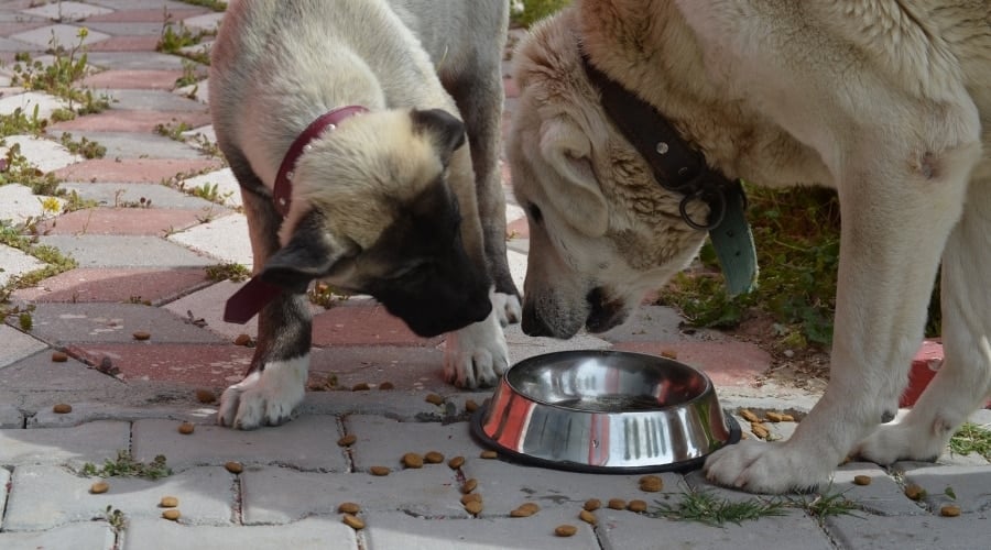 Anatolian Shepherd Vs Kangal Nutrition