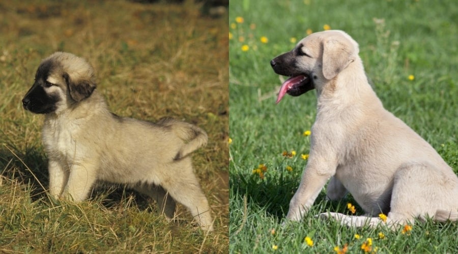 Anatolian Shepherd Vs Kangal Puppy