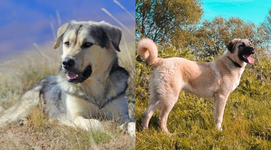 Anatolian Shepherd Vs Kangal Temperament