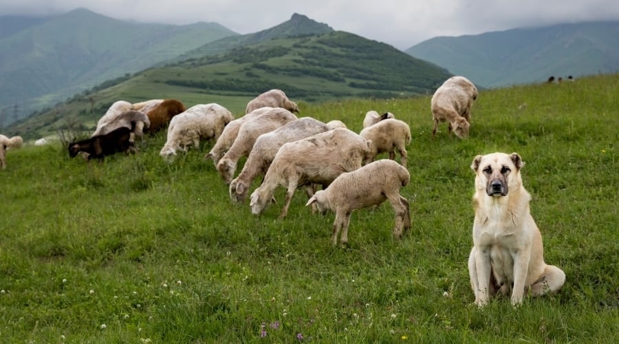 Anatolian Shepherd Vs Kangal History