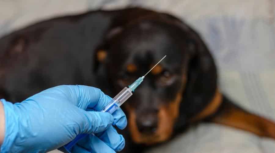 Dog getting vaccine.