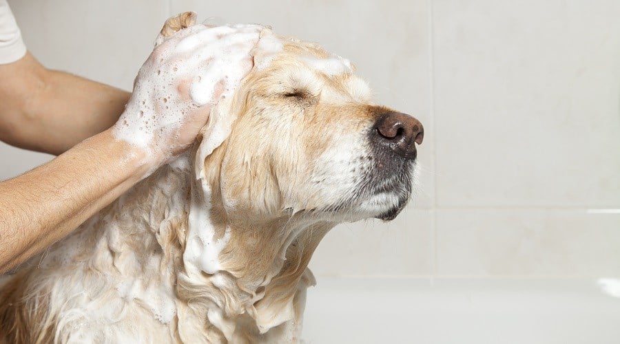 Anti Shed Shampoo For Dogs Ingredients