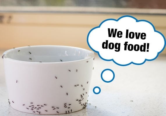 Ants eating leftover dog food in bowl