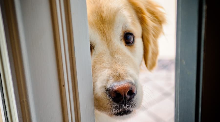 Anxious Dog Wanting Into Bathroom