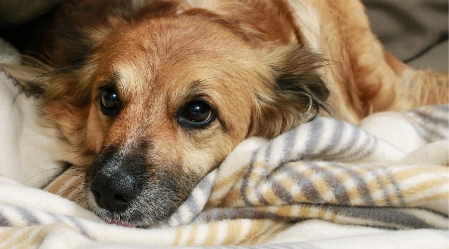 Anxious dog laying on blanket.